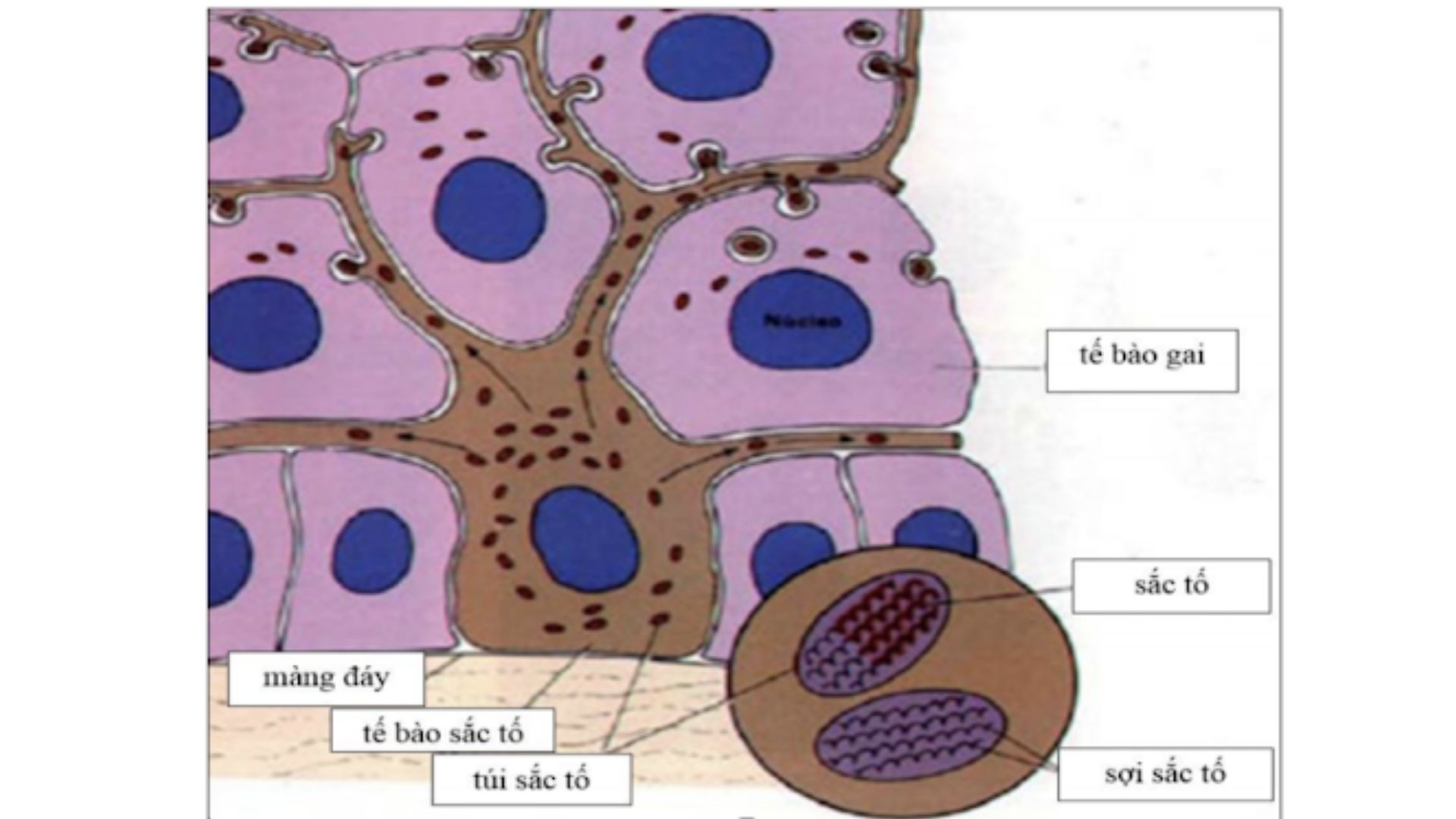 Túi tế bào sắc tố gây rám má