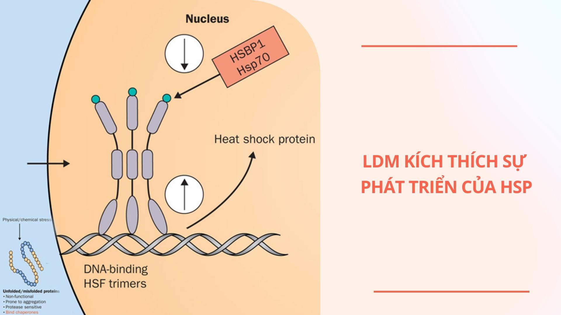 LDM kích thích sự phát triển của HSP