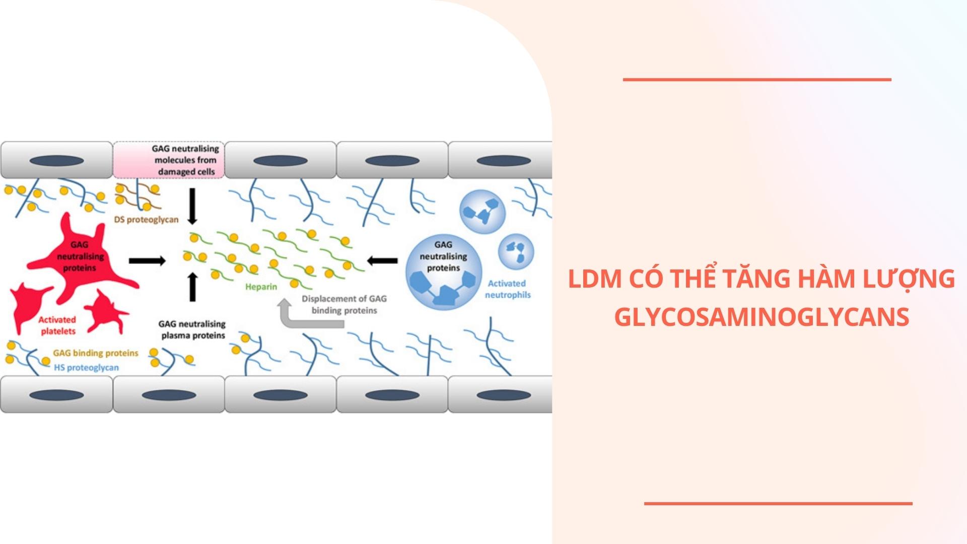 LDM tăng hàm lượng Glycosaminoglycans